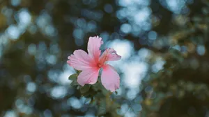 Pink Hibiscus Flower Wallpaper