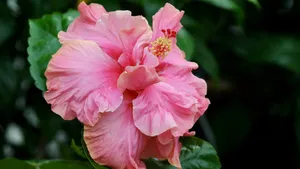 Pink Hibiscus Flower Wallpaper