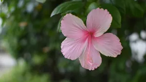 Pink Hibiscus Flower Wallpaper