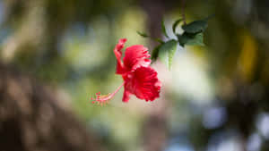 Pink Hibiscus Flower Wallpaper