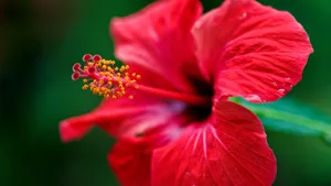 Pink Hibiscus Flower Wallpaper