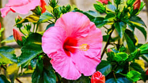 Pink Hibiscus Flower Wallpaper