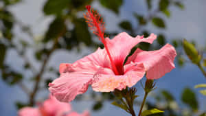 Pink Hibiscus Flower Wallpaper