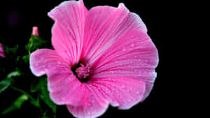 Pink Hibiscus Flower Wallpaper