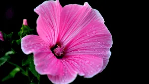 Pink Hibiscus Flower Wallpaper