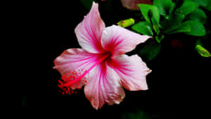 Pink Hibiscus Flower Wallpaper