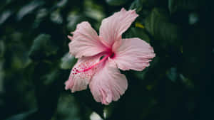 Pink Hibiscus Flower Wallpaper
