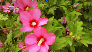 Pink Hibiscus Flowers Wallpaper