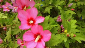 Pink Hibiscus Flowers Wallpaper