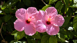 Pink Hibiscus Flowers Wallpaper
