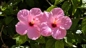 Pink Hibiscus Flowers Wallpaper