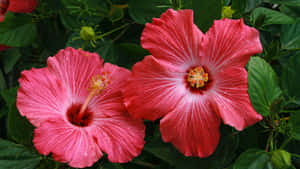 Pink Hibiscus Flowers Wallpaper