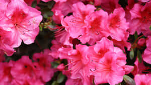 Pink Hibiscus Flowers Wallpaper