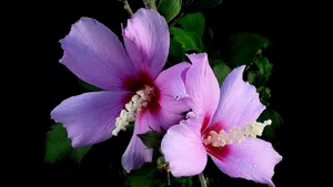 Pink Hibiscus Flowers Wallpaper