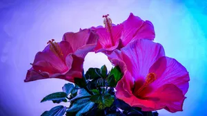Pink Hibiscus Flowers Wallpaper