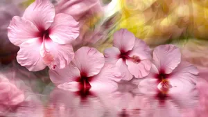 Pink Hibiscus Flowers Wallpaper