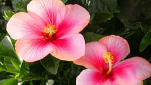 Pink Hibiscus Flowers Wallpaper