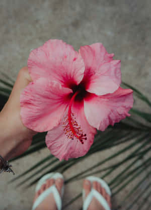 Pink Hibiscusin Hand Tropical Backdrop Wallpaper