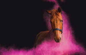 Pink Horse Face Wallpaper