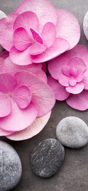 Pink Hydrangea Pebbles Spa Setting Wallpaper
