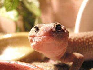 Pink Leopard Gecko Smiling Wallpaper