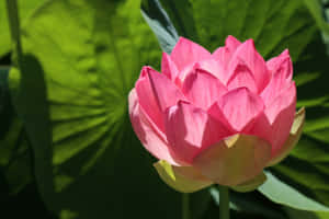 Pink Lotus Adelaide Botanic Garden Wallpaper