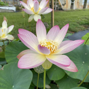 Pink Lotus Flower Wallpaper