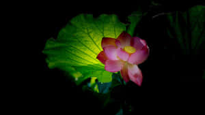 Pink Lotus Flower Green Leaf Wallpaper