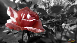 Pink Love Rose Hd In Grayscale Wallpaper