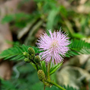 Pink Mimosa Flower Wallpaper