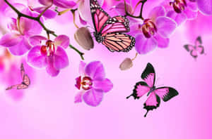 Pink_ Orchids_and_ Butterflies Wallpaper