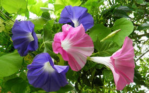 Pink Pansies In Morning Glory Wallpaper