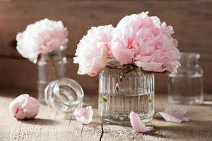 Pink Peony Flowers In Glass Jars Wallpaper