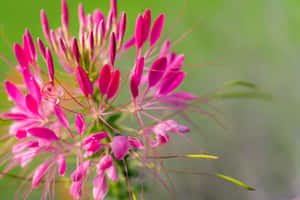 Pink Perennial Flowers Wallpaper