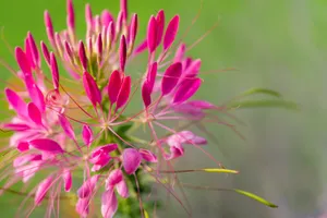 Pink Perennial Flowers Wallpaper