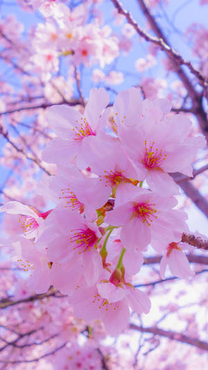 Pink Petal Flower Cute Iphone Wallpaper