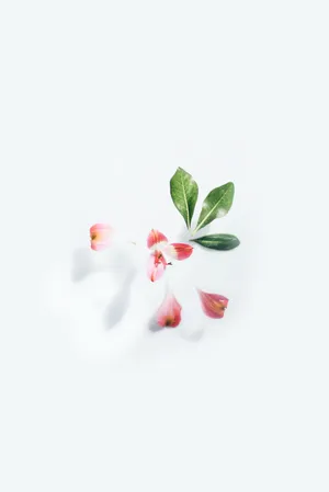 Pink Petals In White Background Wallpaper