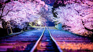 Pink Petals Of The Cherry Blossoms Reach Across A Railroad. Wallpaper