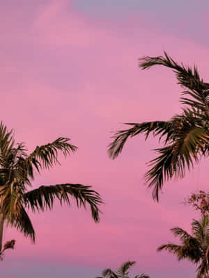 Pink Pfp Pink Sunset Beach Sky Wallpaper