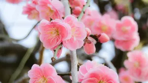Pink Plum Blossoms Bloom Wallpaper