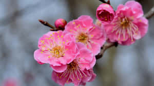 Pink Plum Blossoms Close Up Wallpaper