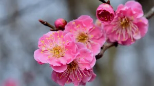 Pink Plum Blossoms Close Up Wallpaper