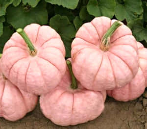 Pink Pumpkin - A Colorful Festive Treat! Wallpaper