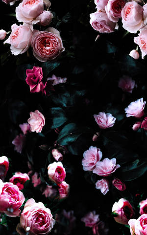 Pink Purple Dark Floral Wallpaper