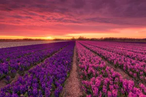 Pink Purple Hyacinth Fields Wallpaper