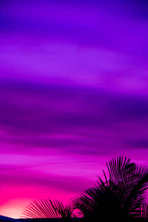 Pink Purple Sky Palm Silhouette Wallpaper