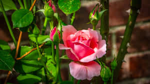 Pink Rose Among Green Leaves Wallpaper
