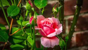Pink Rose Among Green Leaves Wallpaper