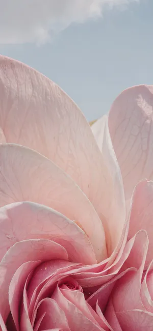 Pink Rose Closeup Sky Background Wallpaper