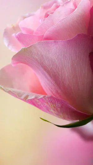 Pink Rose Flower Pretty Phone Wallpaper